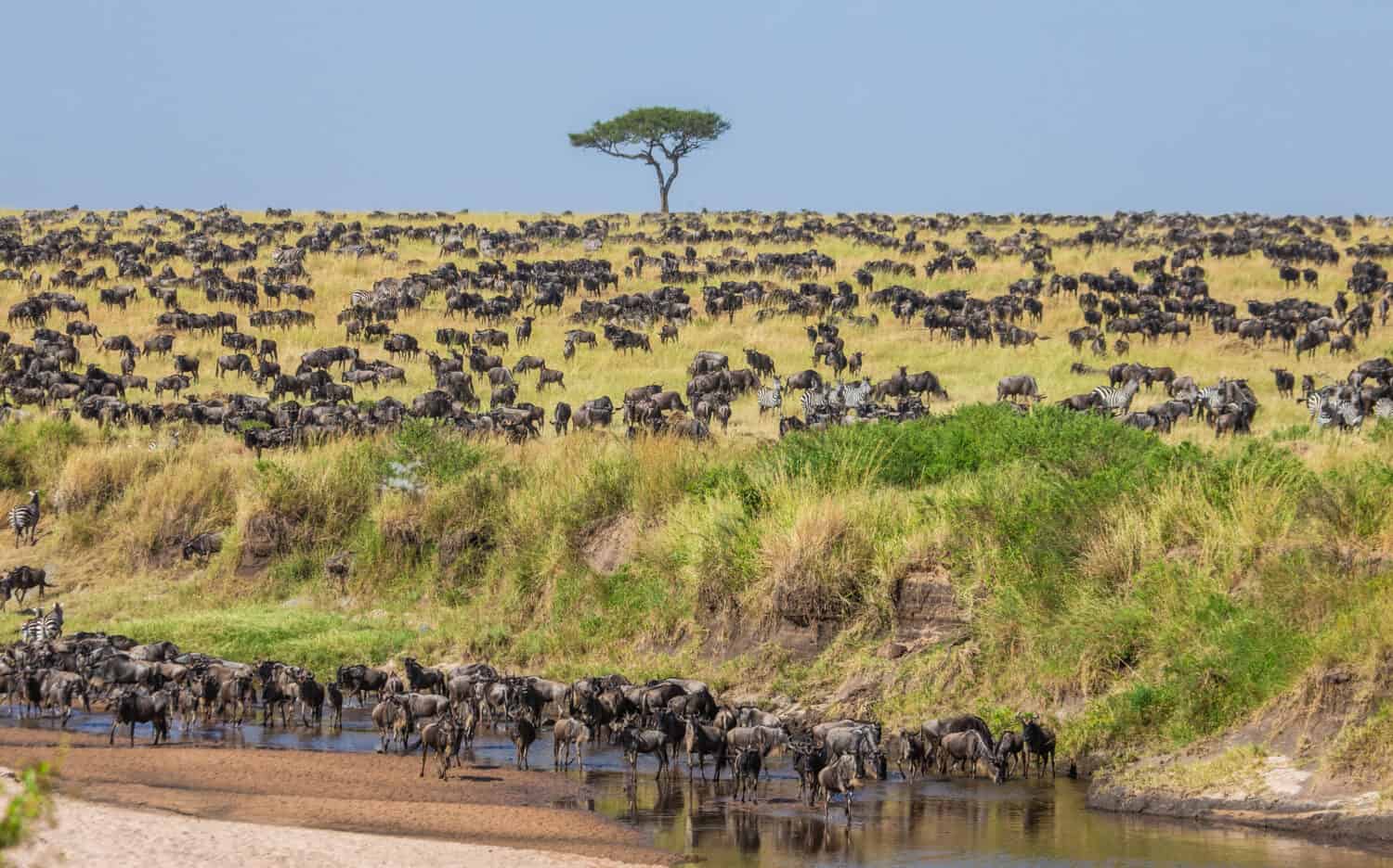 Millions of Migrating Wildebeests Are Powering One of the World’s ...