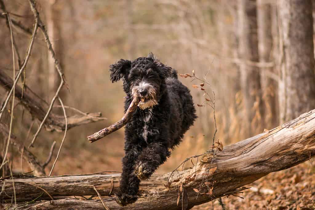 Aussiedoodle playing fetch on a trail along the Haw River in Pittsboro, North Carolina