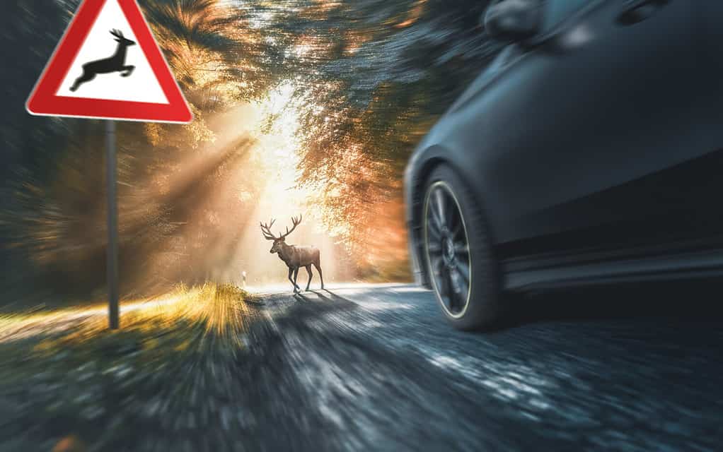 deer crosses street