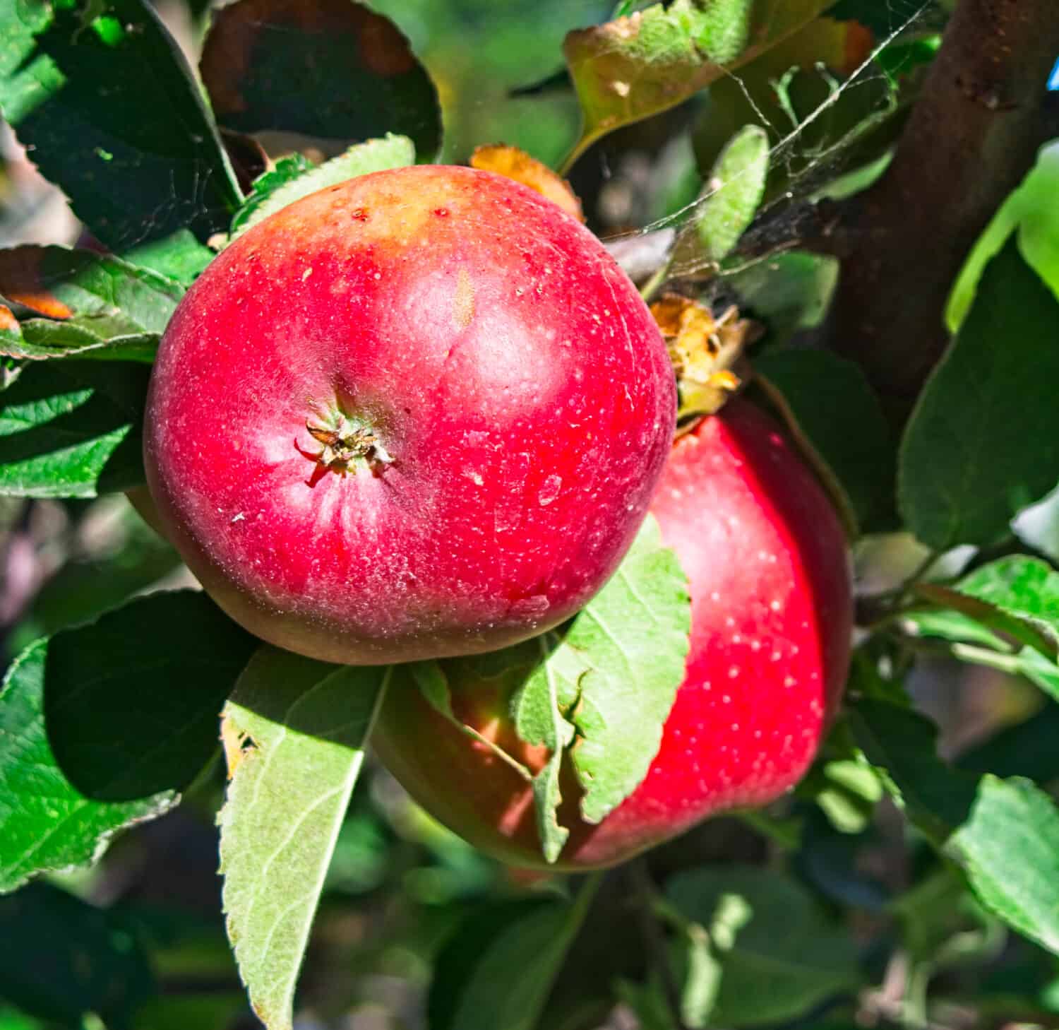 A pair of bright red ripe apples against a background of dark green leaves. These apples are an heirloom variety called northern spy and are growing organically on a homestead in Idaho