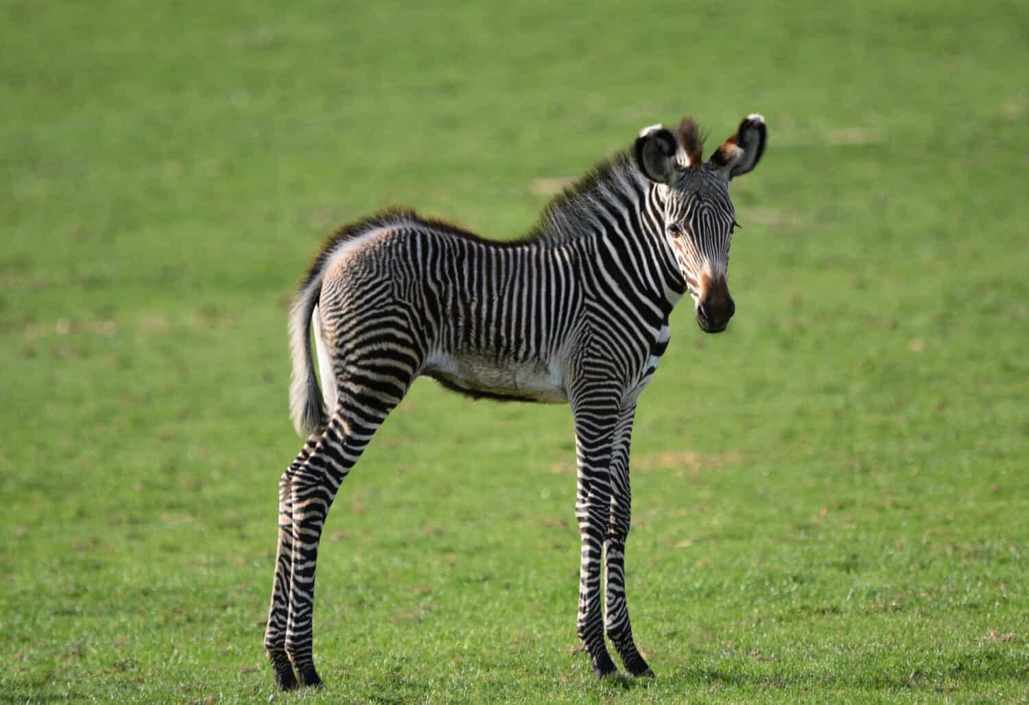 Grévy's zebra foal