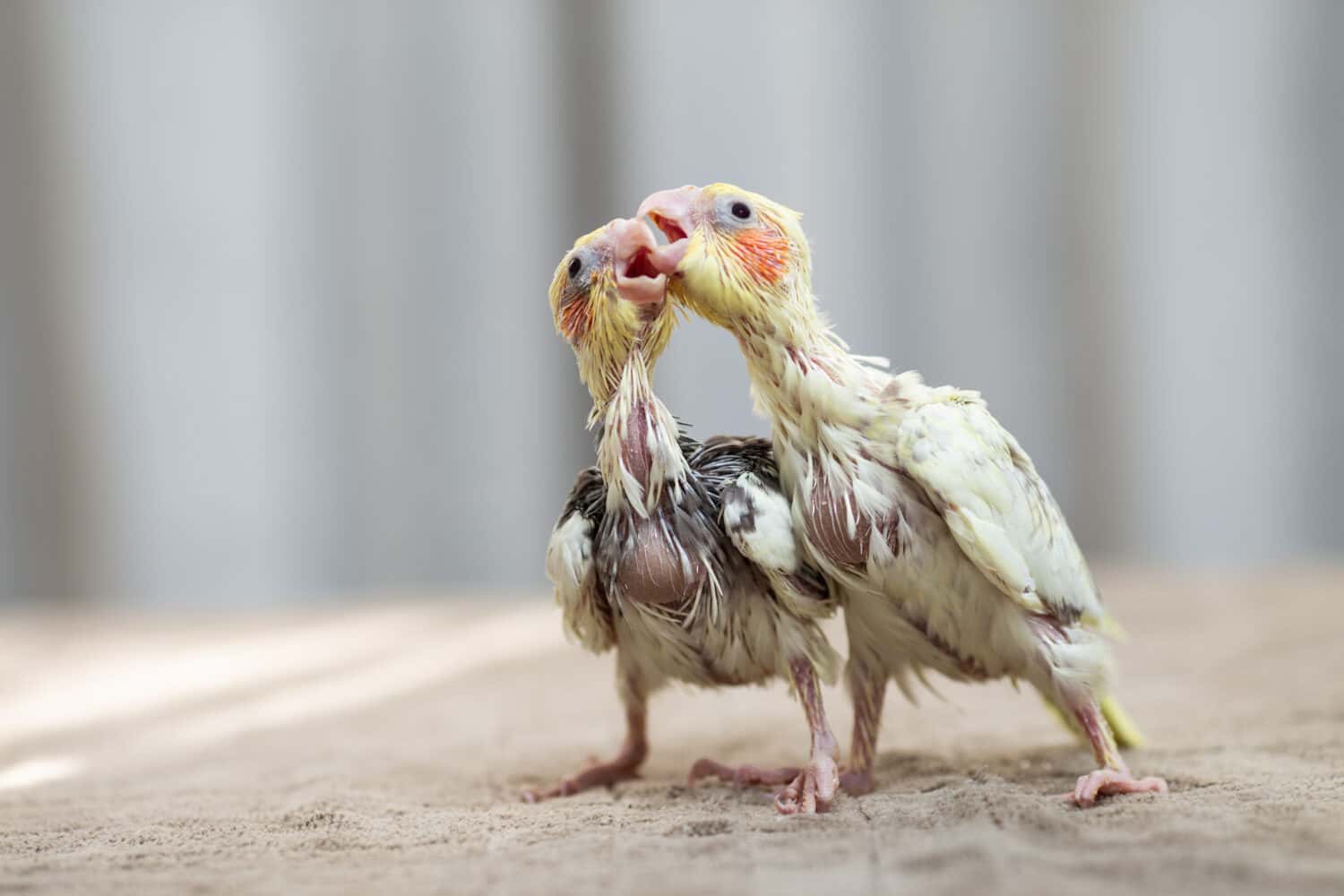 Close up of Cockatiel chicks playing and searching for feeding.