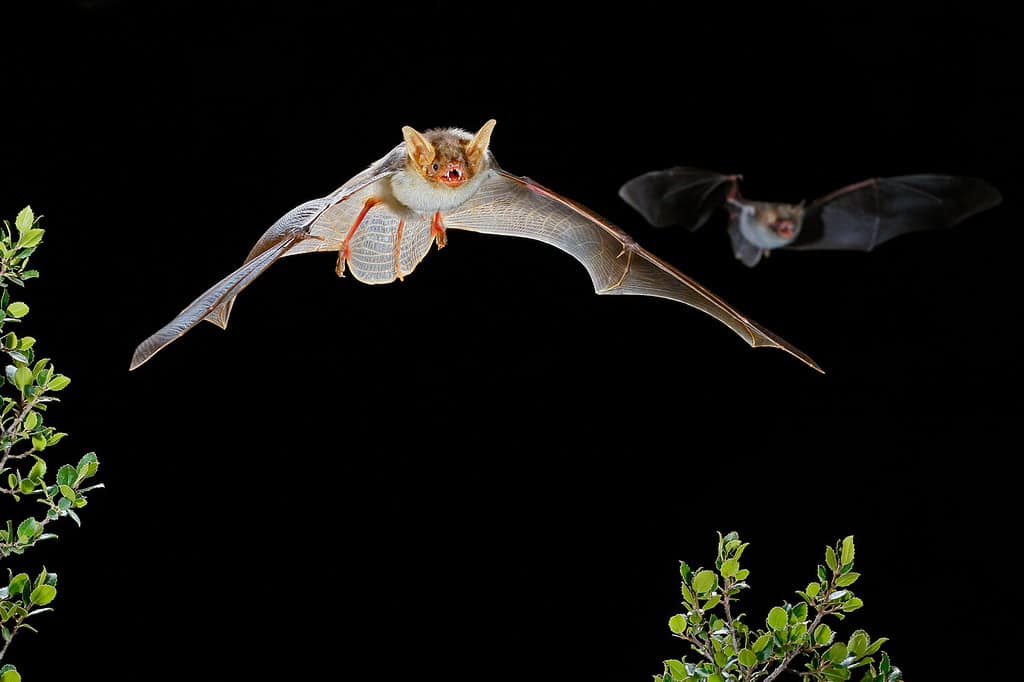 Greater Mouse-eared bat flying between bushes and another individual in the background