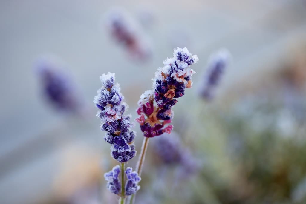 Frosty flower of lavender