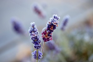 Winterizing Lavender: How to Prep Your Lavender for the Cold Picture