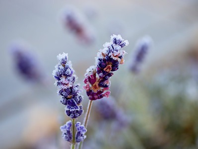 A Winterizing Lavender: How to Prep Your Lavender for the Cold