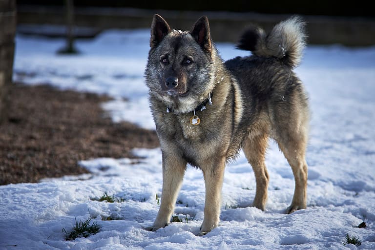Norwegian elkhound guarding house