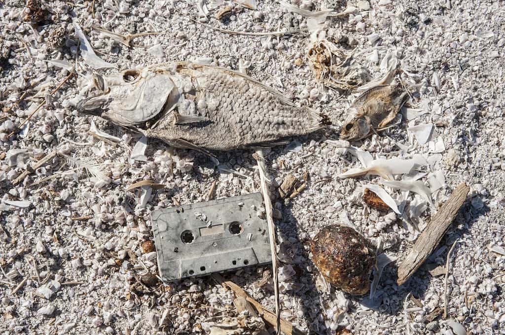 Even though the Salton Sea used to be stocked with fish, almost all species have since died off.