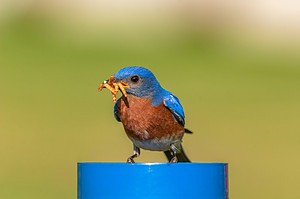 7 Foods You Can Safely Feed Bluebirds Other Than Seeds Picture
