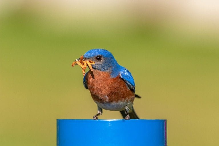 A male Eastern Bluebird (Sialia sialis) gathers up mealworms, from a feeder, for its young.