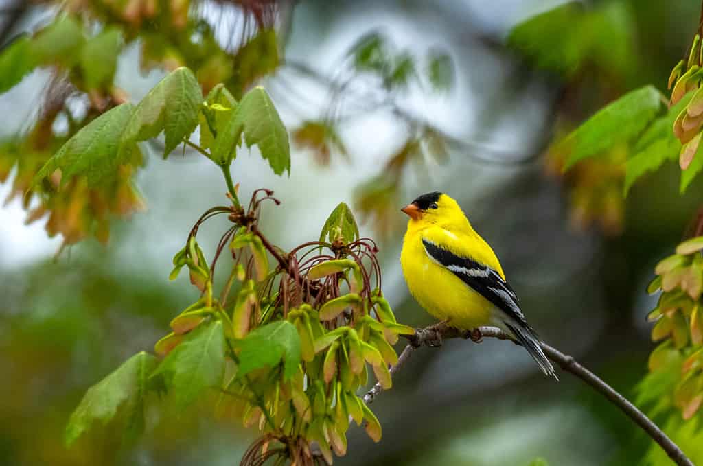 An adult male American Goldfinch (Spinus tristis) perched in a Maple Tree in the Pine Bush Preserve in Albany, NY.