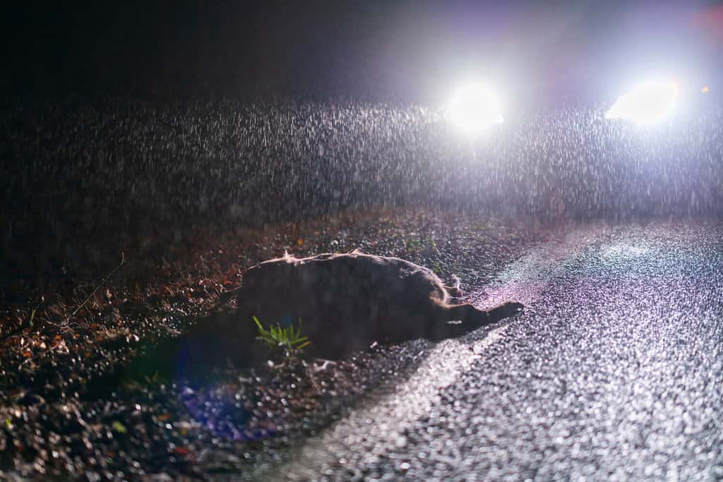 Night wild accident with a roe deer