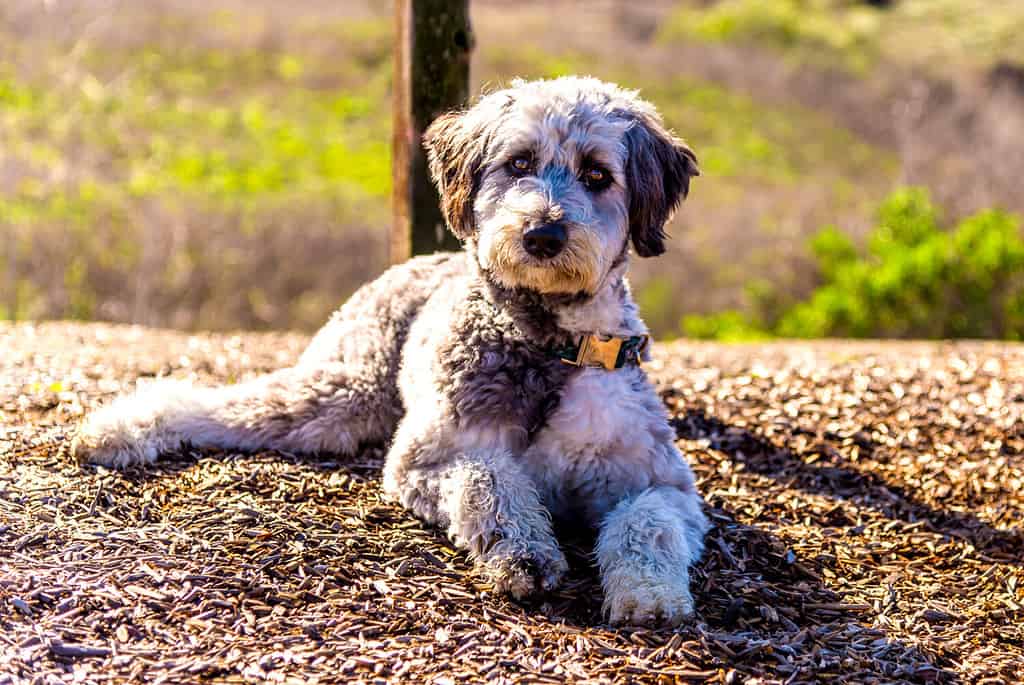 Aussiedoodle is a designer dog mix between purebred poodle and Australian Shepherd. They are companion dogs.