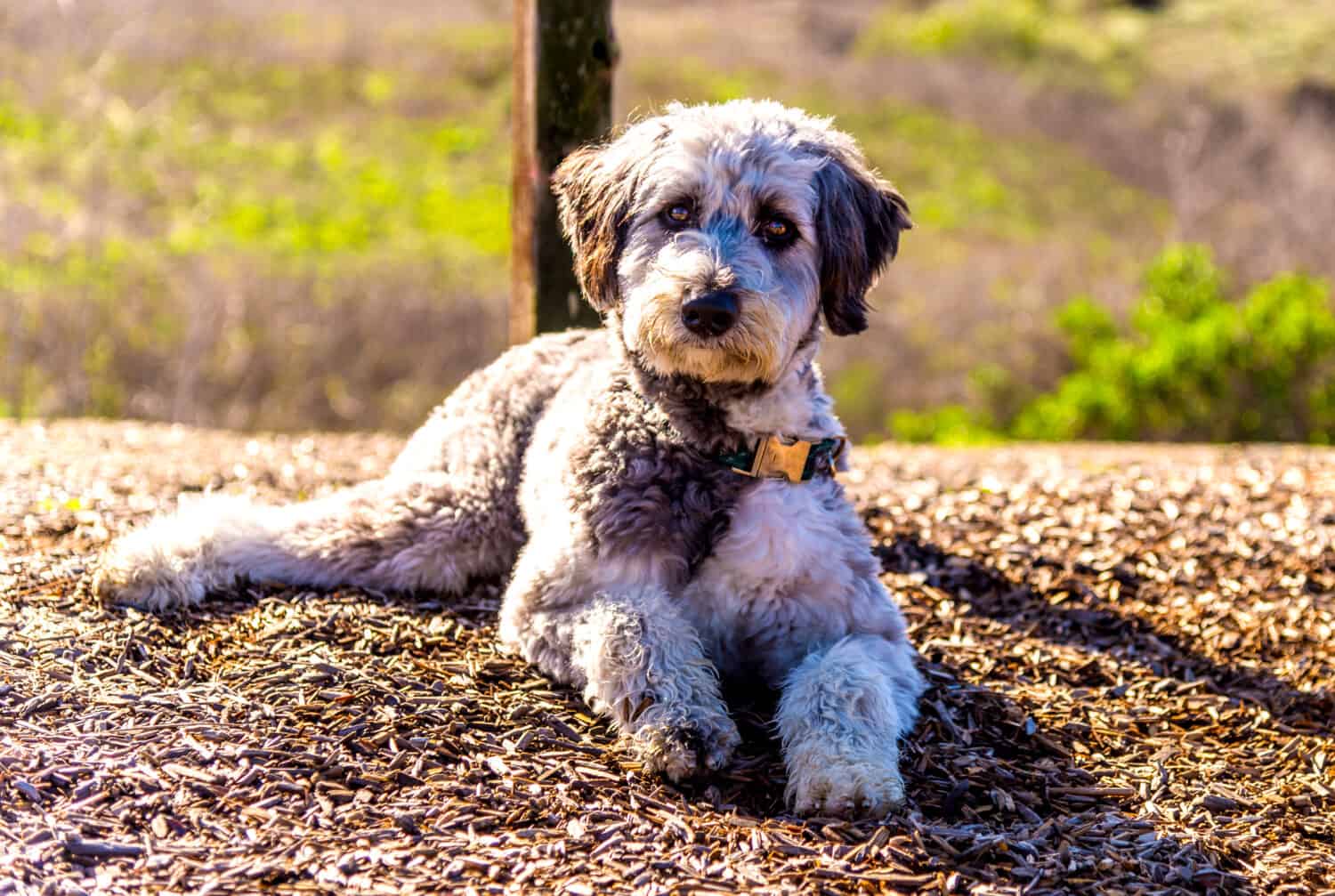 Aussiedoodle is a designer dog mix between purebred poodle and Australian Shepherd. They are companion dogs.