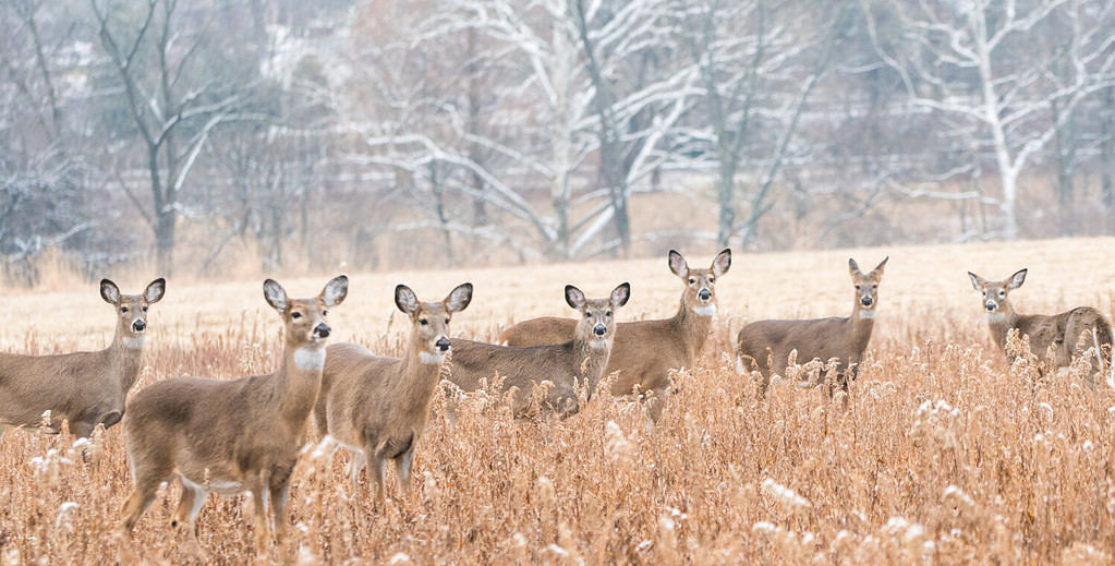 Herd of white-tailed deer in field on winter morning.