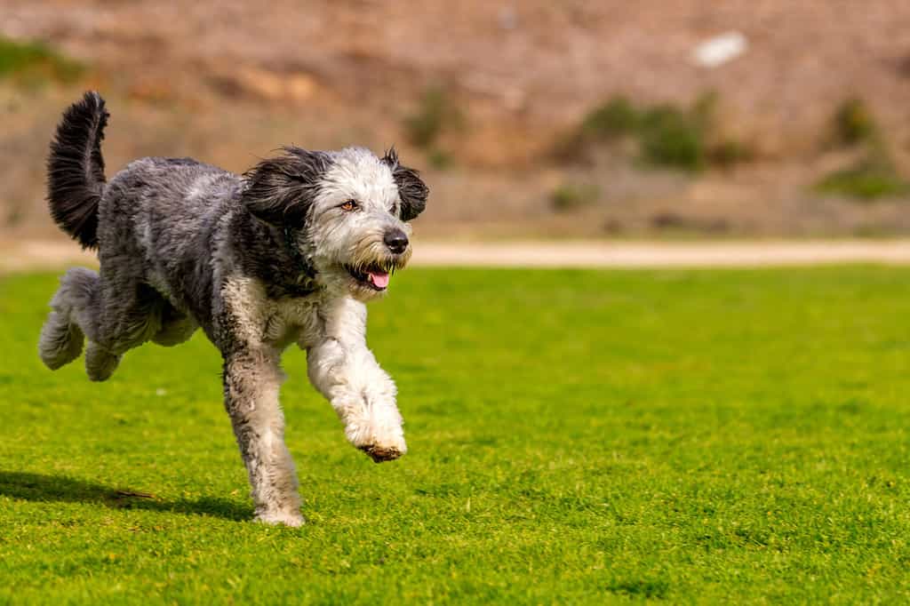 Aussiedoodle playing and running in park. Aussiedoodle is a designer dog mix between purebred poodle and Australian Shephard. They are companion dogs.