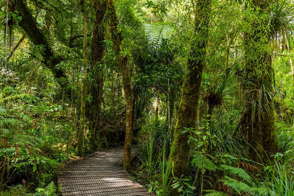 Path through the Waipoua Kauri Forest on New Zealand