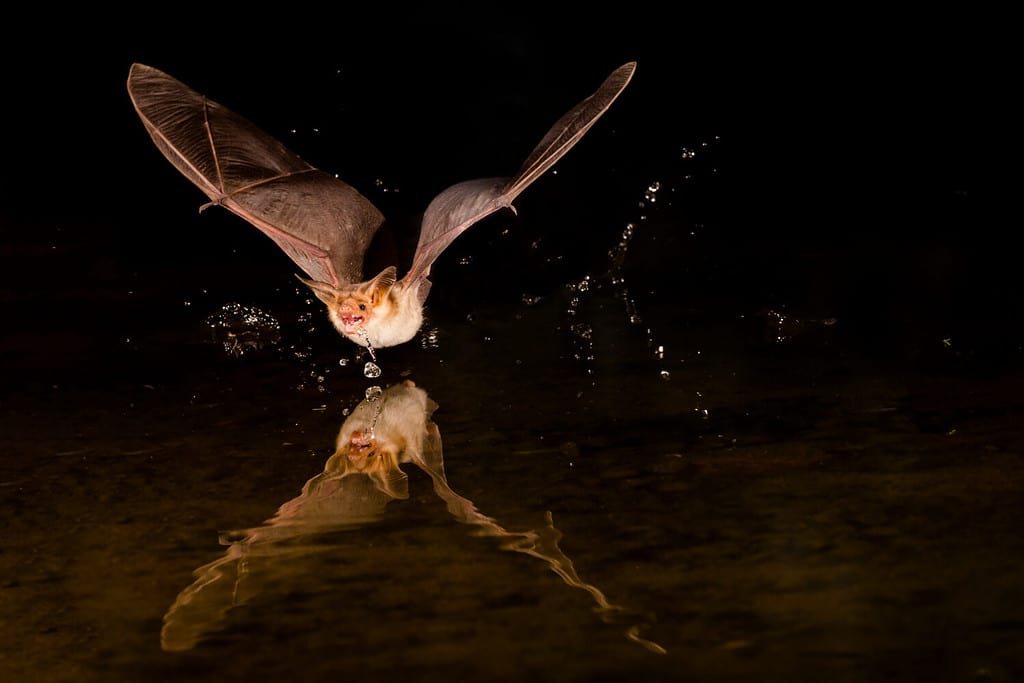 Usa, Arizona, pallid bat, (Antrozous pallidus) Bat drinking