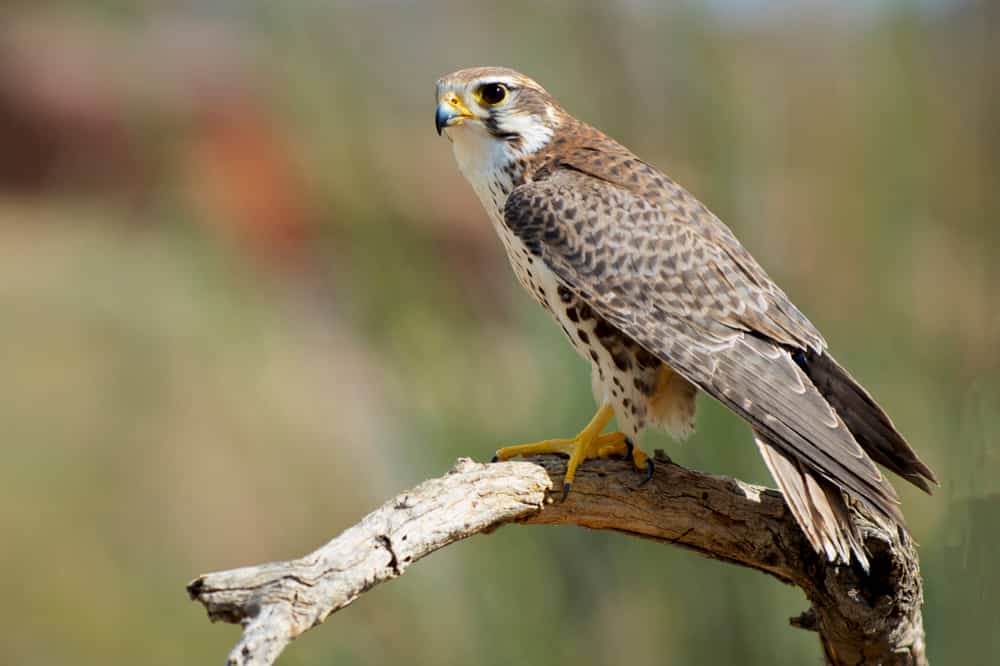 The Prairie Falcon (Falco mexicanus) is a medium-sized falcon of western North America, about the size of a Peregrine Falcon.