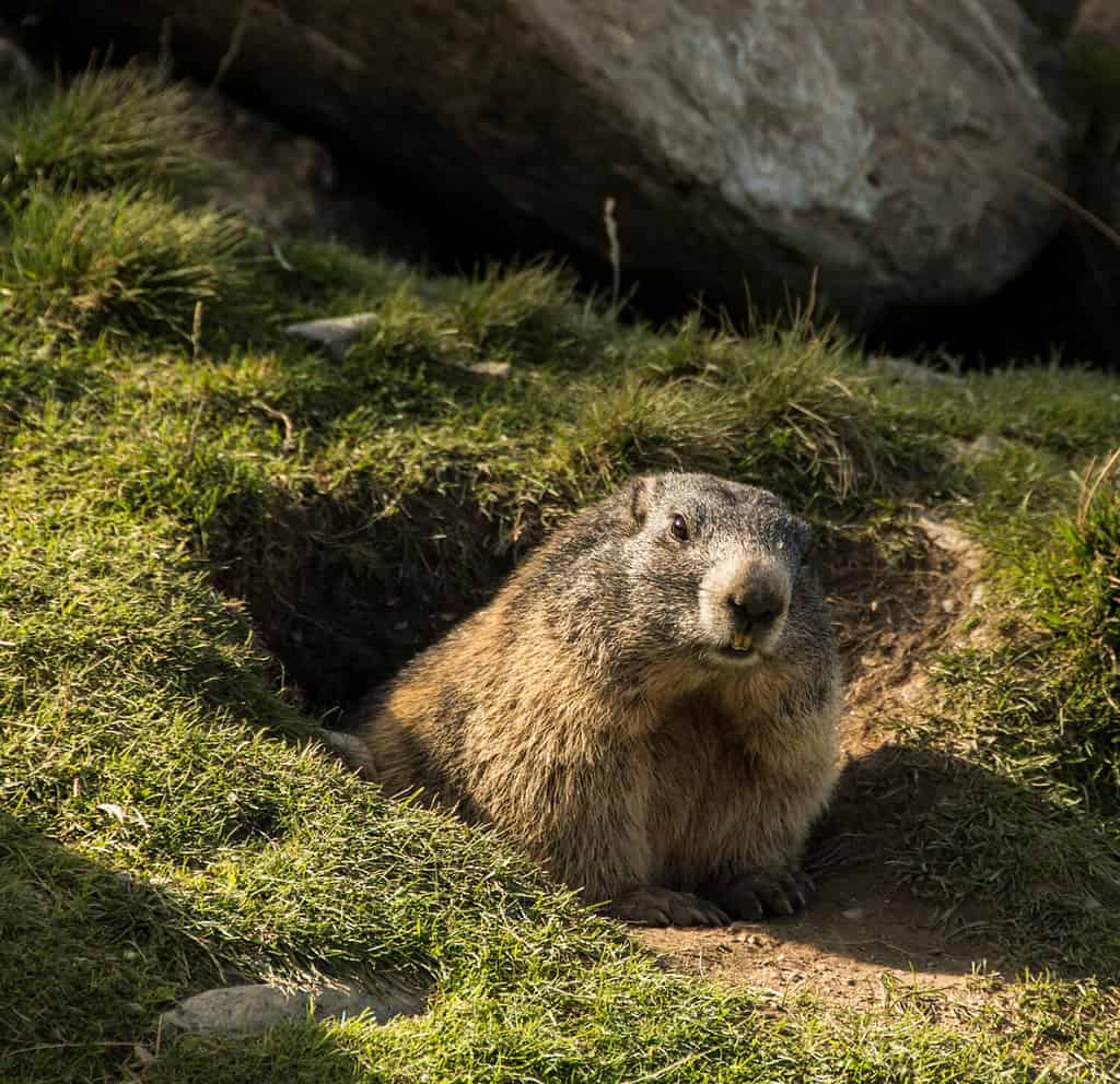 Groundhog comes out of his den in a meadow