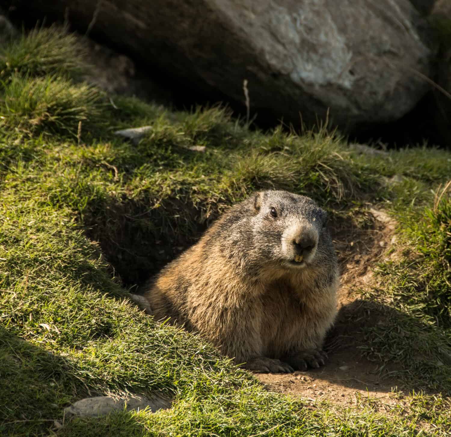 6 Plants That Repel and Keep Groundhogs Out of Your Yard - A-Z Animals