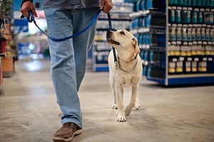 Are Dogs Allowed in REI? 2 Important Rules to Know Picture