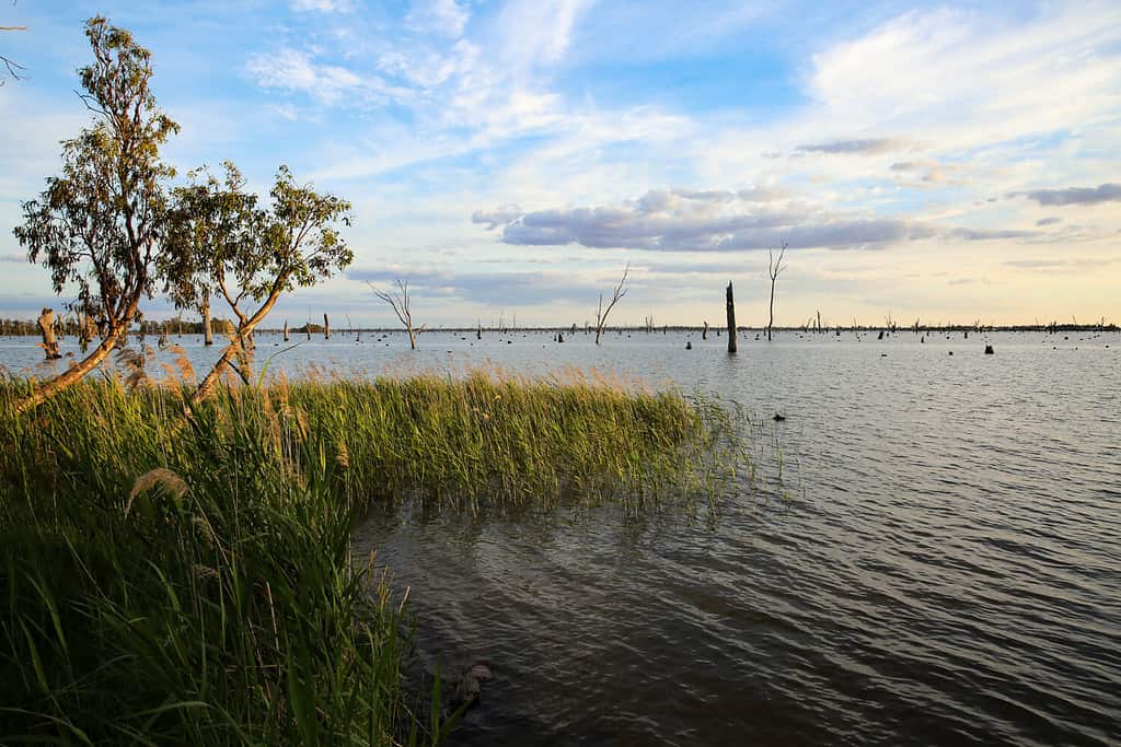 Soft afternoon light on reed beds at the edge of Lake Mulwala in New South Wales, Australia, with gentle ripples across the surface of the water beneath a cloudy blue sky.