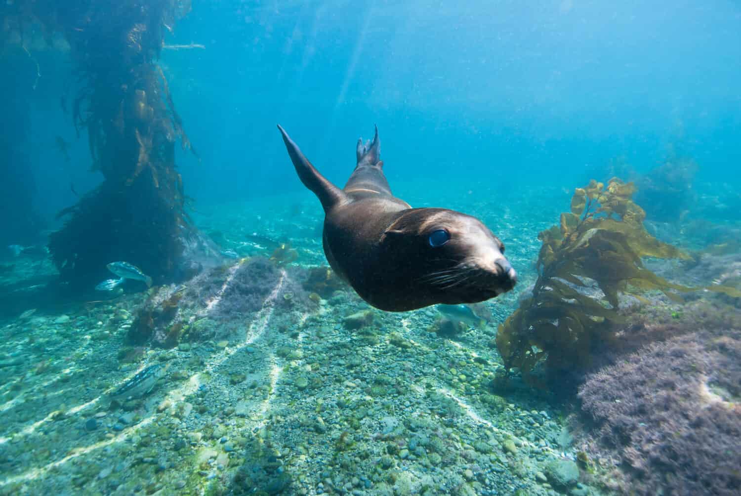 Young Sea Lion swimming around between giant kelp in a lagoon in blue water