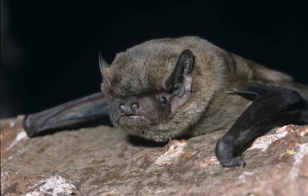 Leisler's Bat on a trunk