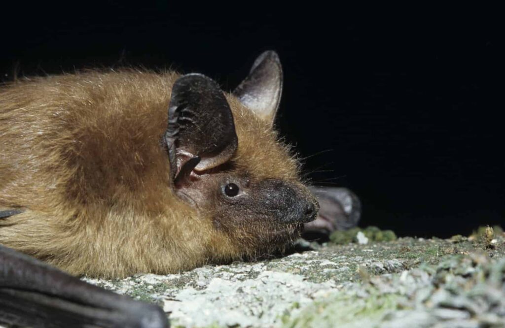 Head of Serotine bat