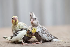 Baby Cockatiel Chick: 9 Pictures and 9 Incredible Facts Picture