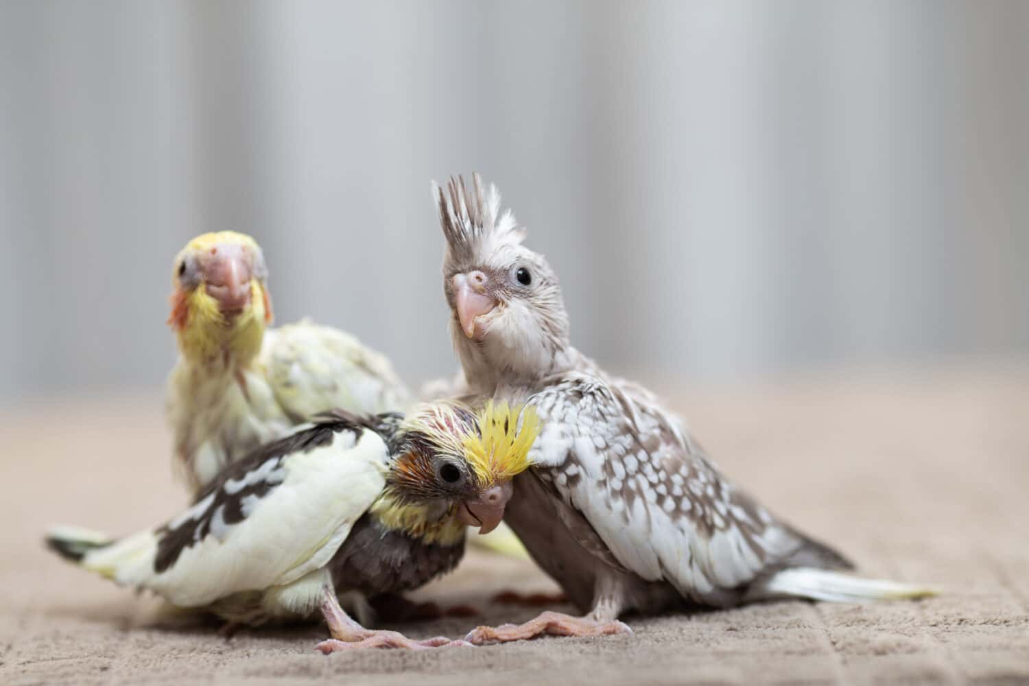 Close up shot of Cockatiel chicks playing and searching for feeding.