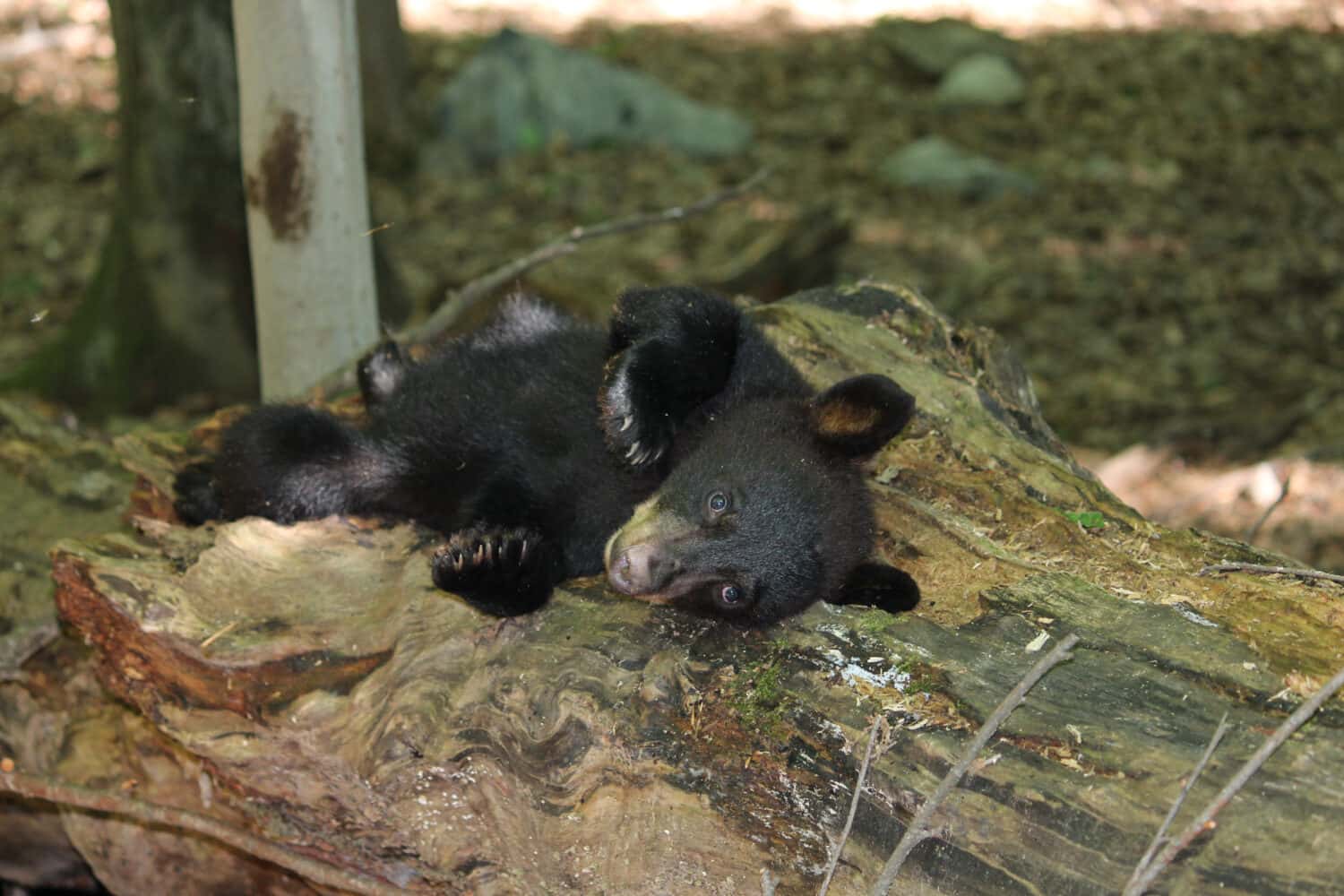 Adorable tiny wild black bear cub laying on a large dead tree