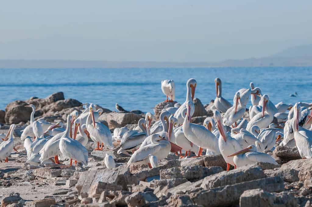 The Salton Sea is an important stopping point for birds traveling the Pacific Flyway.