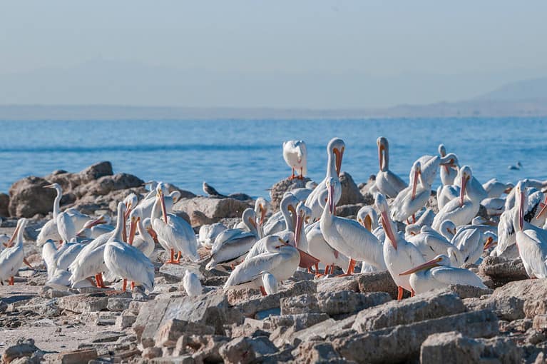 American White Pelican (Pelecanus erythrorhynchos) on Salton Sea, Imperial Valley, California, USA