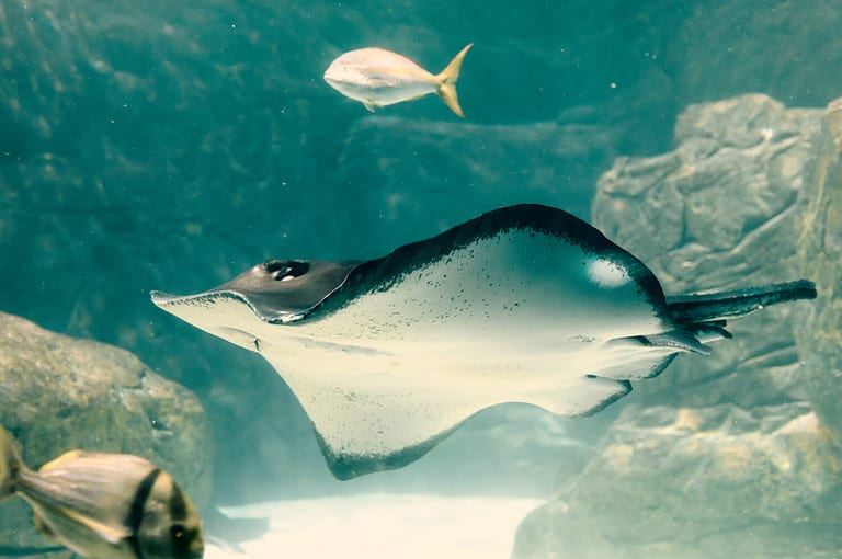 Roughtail Ray swimming in blue waters at the Aquarium