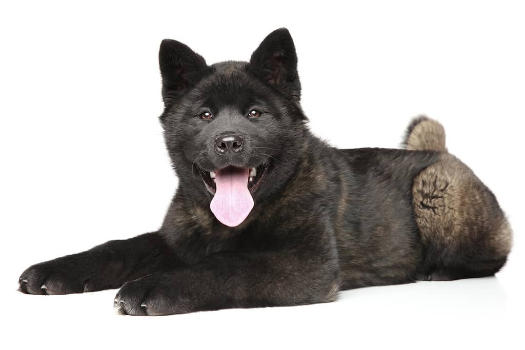 Young and happy American Akita puppy lying on white background
