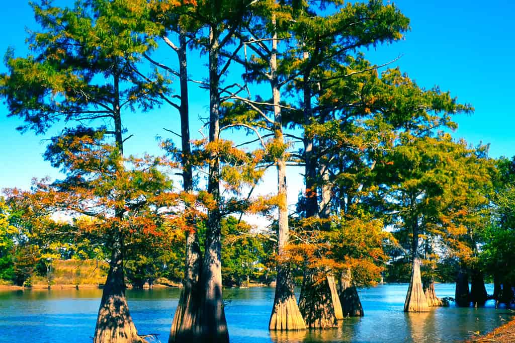 Wolf Lake, Cypress trees, Yazoo County, Mississippi, USA