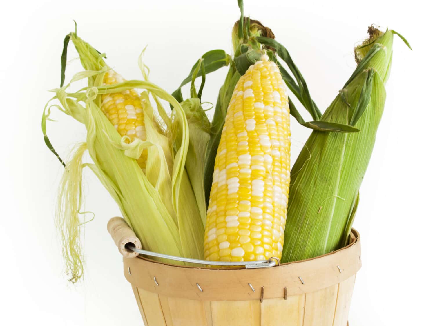 Olathe sweet corn in basket on white background.