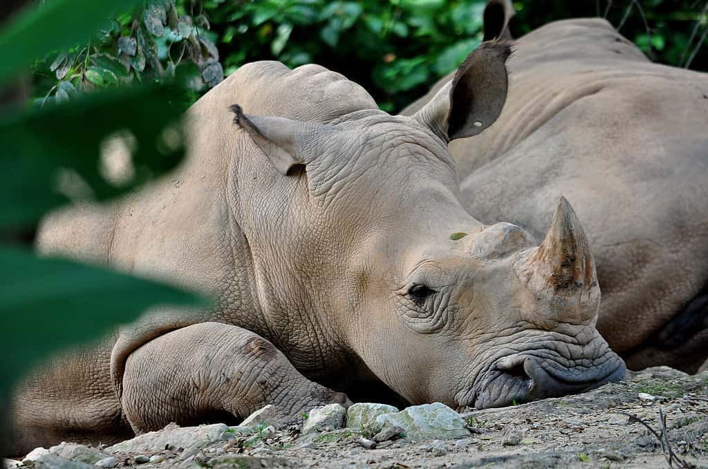 Sumatran rhino found in Malaysia is one of the most endangered mammals in Malaysia