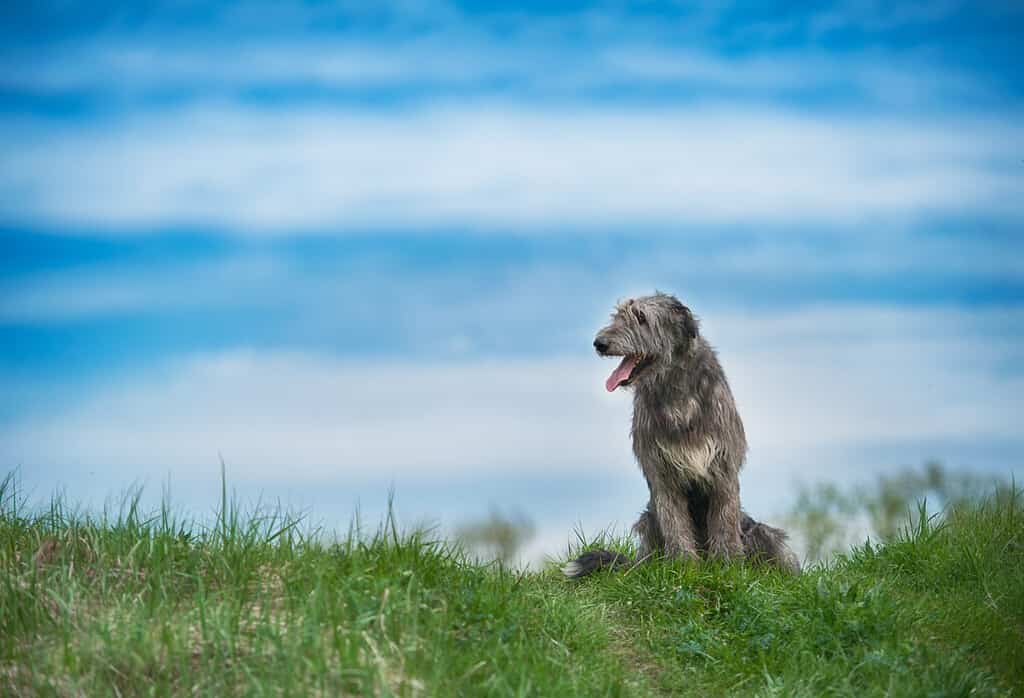 beautiful irish wolfhound in nature