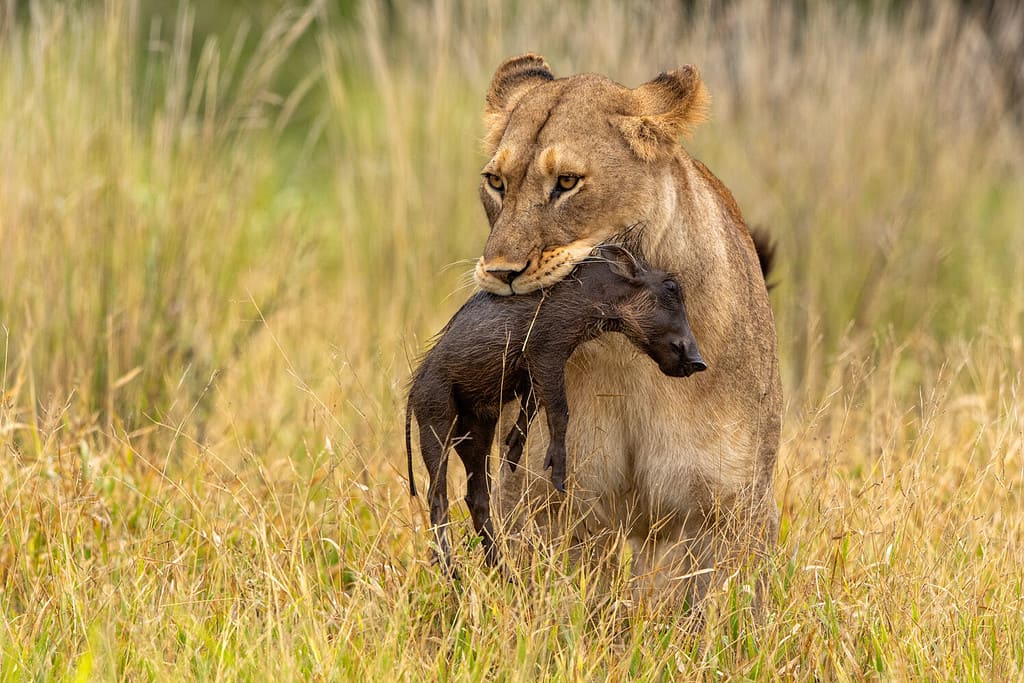 Lioness with warthog piglet as prey