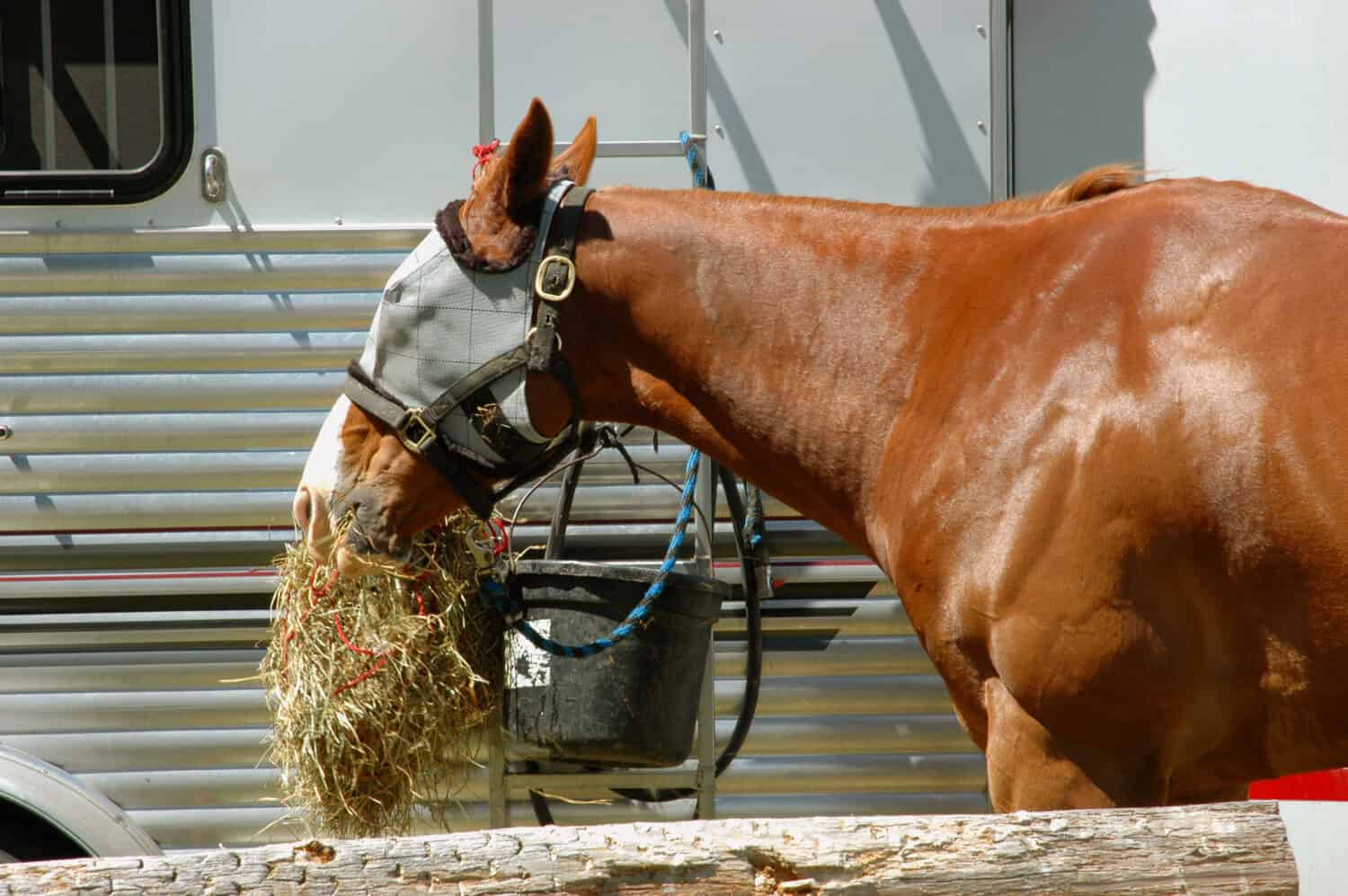 Rodeo horse eating from hay net, wearing fly mask to protect face from flies