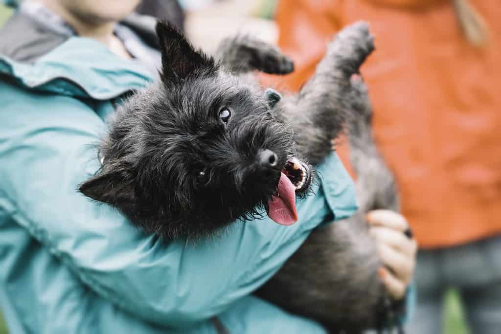 A person carries a tired and happy dog tired on a walk. Cairn Terrier.