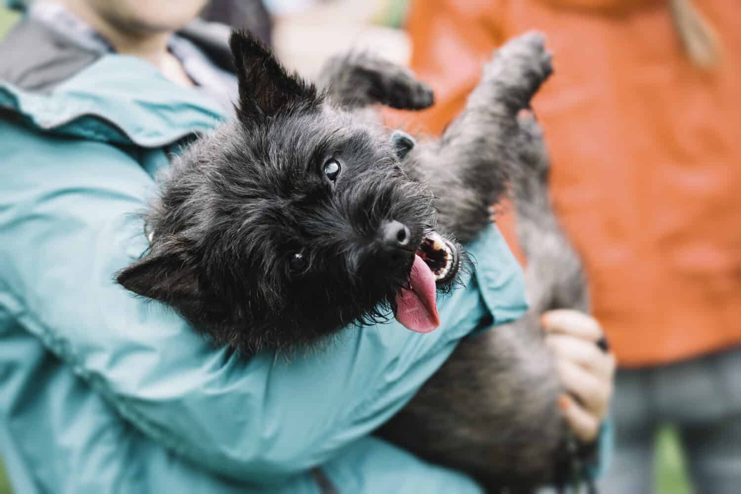 A person carries a tired and happy dog tired on a walk. Cairn Terrier.