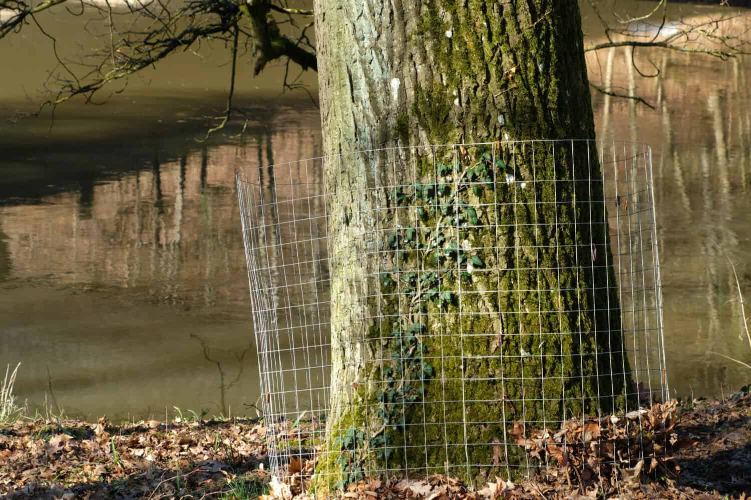 Steel mesh fencing to prevent beavers from chewing mature trees. Protect individual trees by wrapping them with heavy wire fencing around their bases. Expert lumberjacks can’t get their teeth on them.