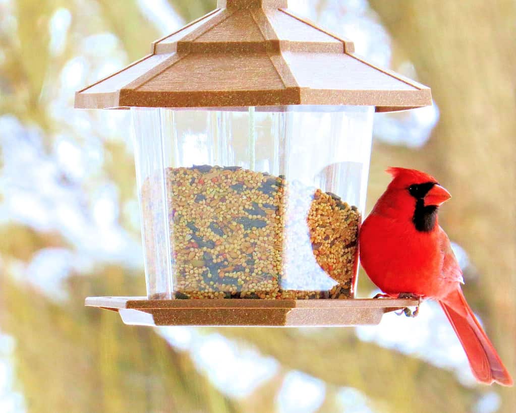 Male Northern Cardinal enjoying some birdseed from the bird feeder
