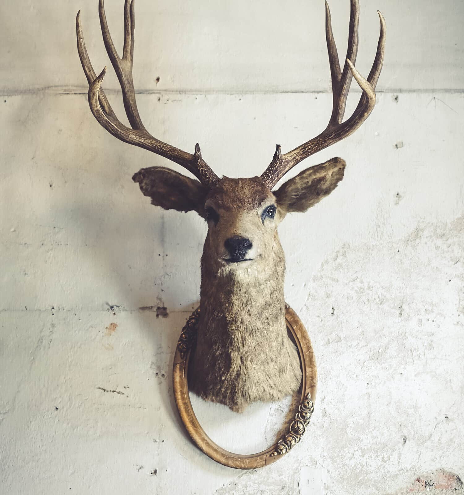 Deer head on the wall. Taxidermy animal of a deer head and vintage frame on the old rotten brick wall. Vintage style.