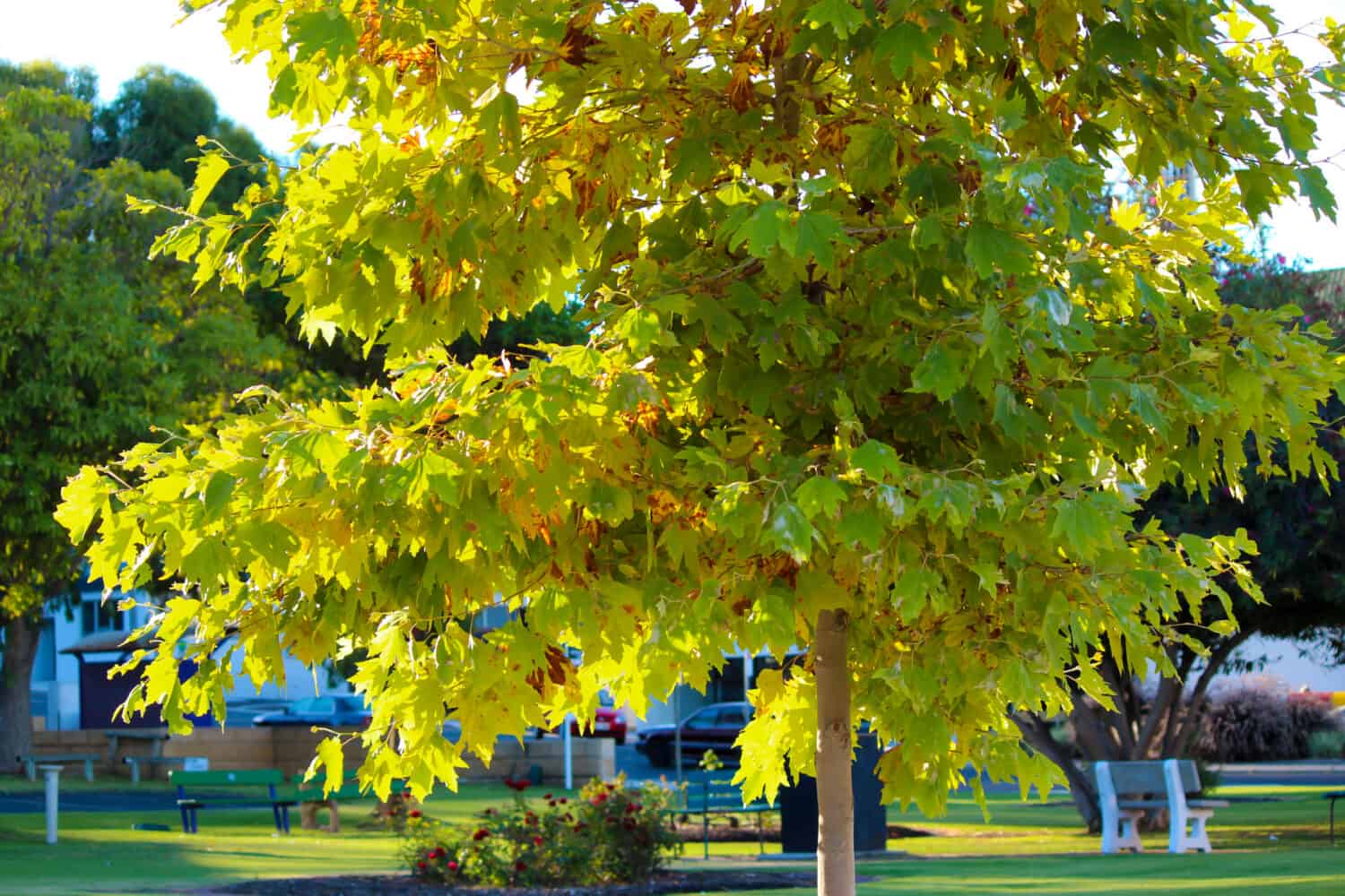 Brilliant red , yellow , brown and green  sycamore Platanus occidentalis foliage of deciduous trees in autumn  add color to the garden and park land scape as the leaves fall to the ground below.
