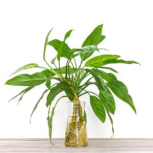 23 Easy Houseplants to Propagate in Water Picture